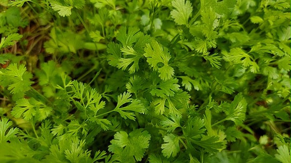 使用喜锐施水溶肥种植的香菜效果