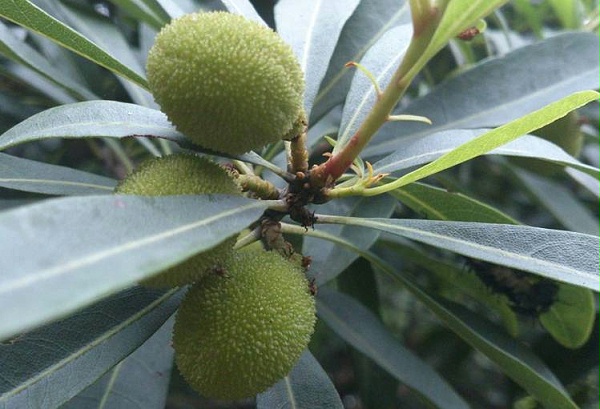 种植杨梅使用喜锐施水溶肥