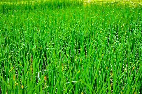 种植葱使用喜锐施水溶肥