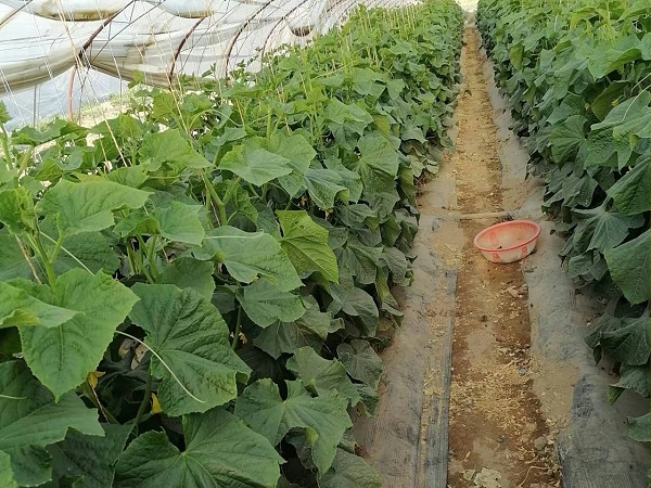 黄瓜使用完喜锐施微生物菌剂之后的效果