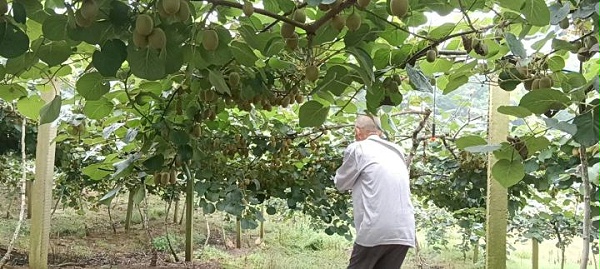 王大哥使用喜锐施水溶肥后的猕猴桃园