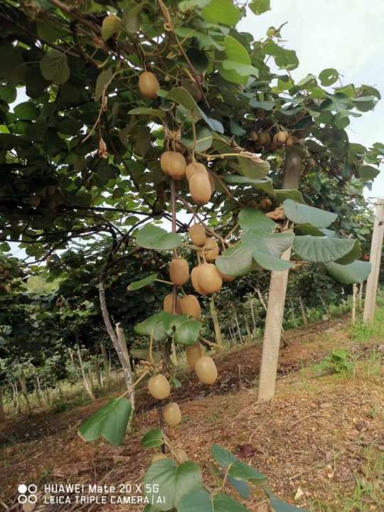 种植猕猴桃使用喜锐施水溶肥的效果