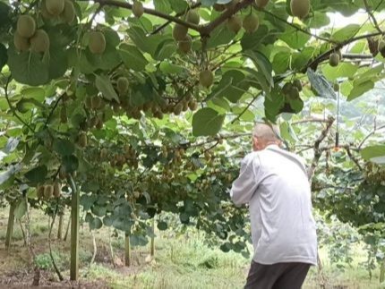 王大哥用喜锐施微生物菌剂种植的猕猴桃效果