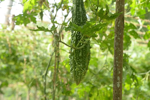 种植苦瓜使用喜锐施微生物菌剂的效果