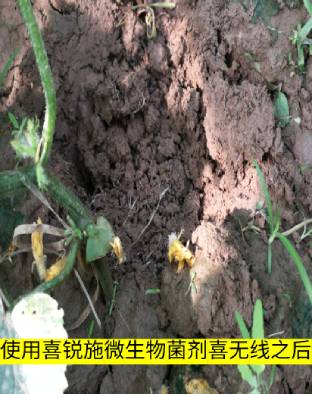 使用喜锐施微生物菌剂喜无线后