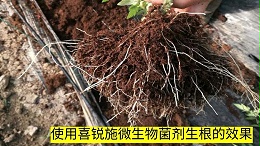 根系对植物的作用？养根护根什么肥好？