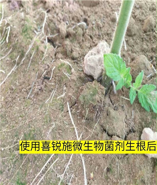 使用喜锐施微生物菌剂后生根