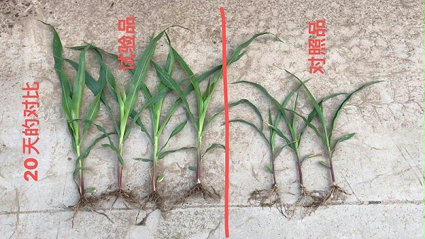 玉米使用喜锐施水溶肥长势好