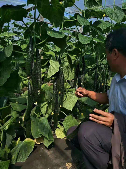 种植黄瓜使用喜锐施水溶肥