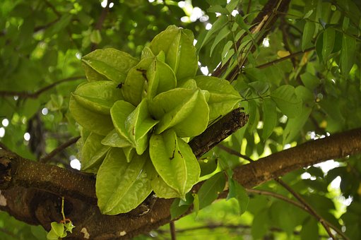 种植杨桃使用喜锐施水溶肥