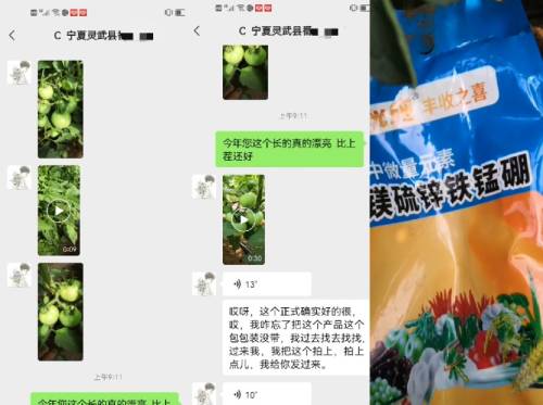 郭经理使用喜锐施水溶肥西红柿长势喜人