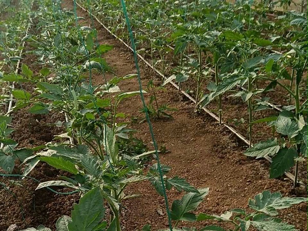 云南红河阮经理番茄用喜锐施微生物菌剂苗子长势好