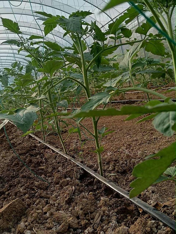 使用喜锐施微生物菌剂苗子长势好