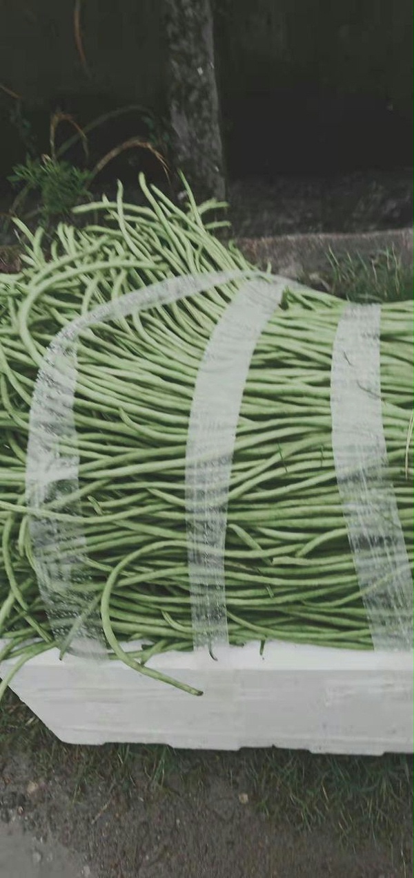 种植豆角使用喜锐施水溶肥的效果好