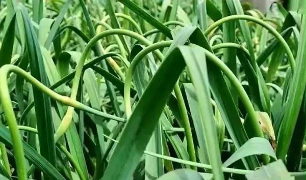 使用喜锐施水溶肥种植蒜苔的效果