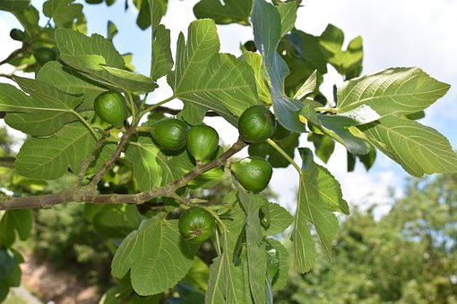 种植无花果使用喜锐施水溶肥的效果