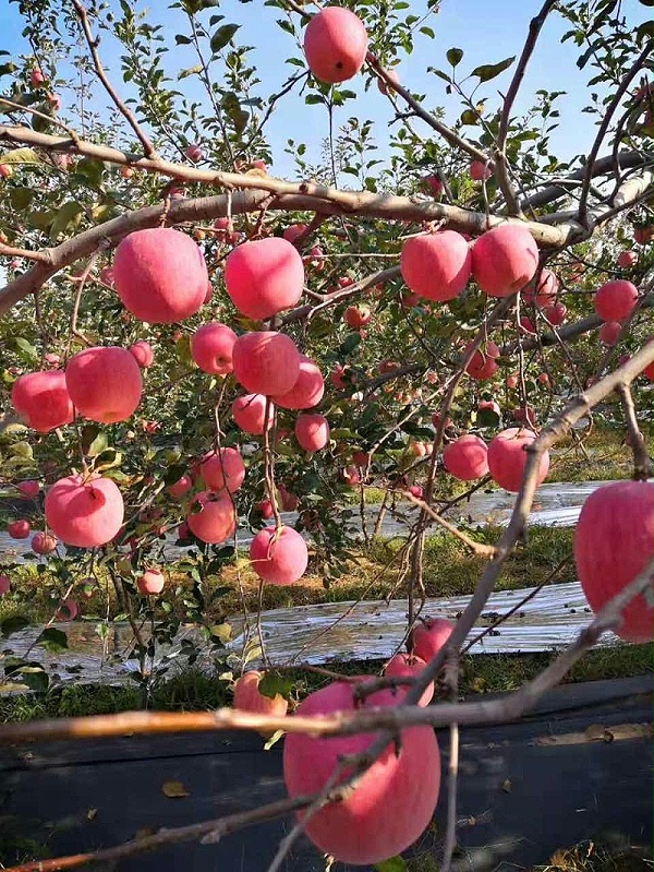 苹果使用稼乐夫水溶肥