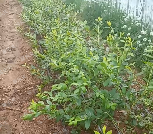 蓝莓使用喜锐施水溶肥长势好