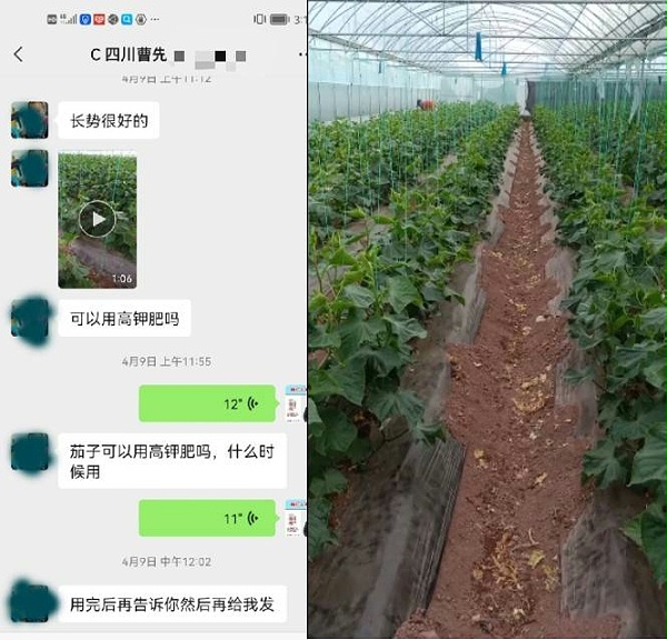 黄瓜种植户反馈使用喜锐施高钾肥的效果