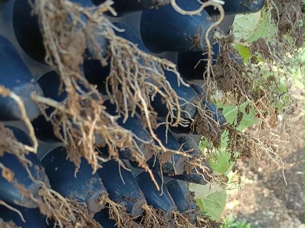 种植户反馈烟草上使用喜锐施微生物菌剂的效果