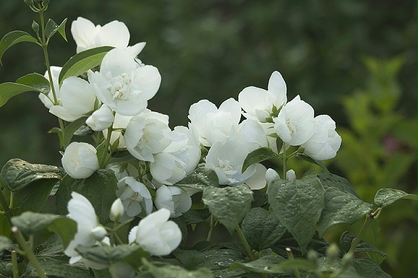 种植茉莉花使用喜锐施水溶肥