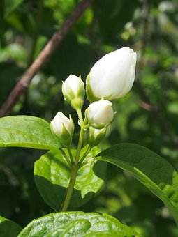 茉莉花种植，喜锐施水溶肥