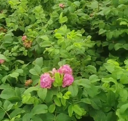 花卉使用喜锐施水溶肥长势好