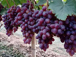 葡萄开花习性​是怎么样？