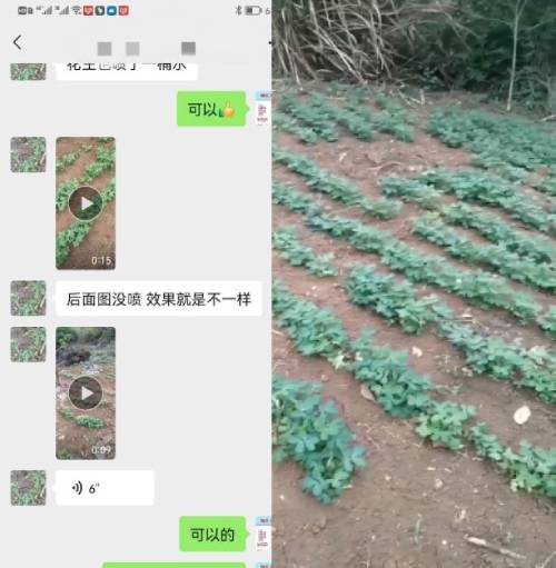 花生种植户反馈使用喜锐施水溶肥的效果