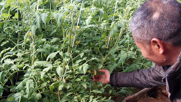 种植番茄使用喜锐施水溶肥长势好