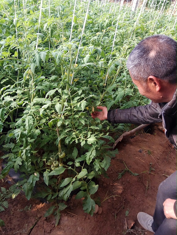 使用喜锐施水溶肥种植的番茄长势好、抗逆性强