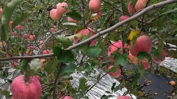 种植苹果使用喜锐施水溶肥的效果好