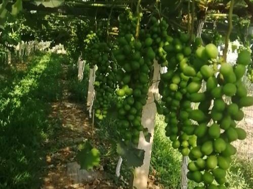 种植葡萄使用喜锐施水溶肥效果好