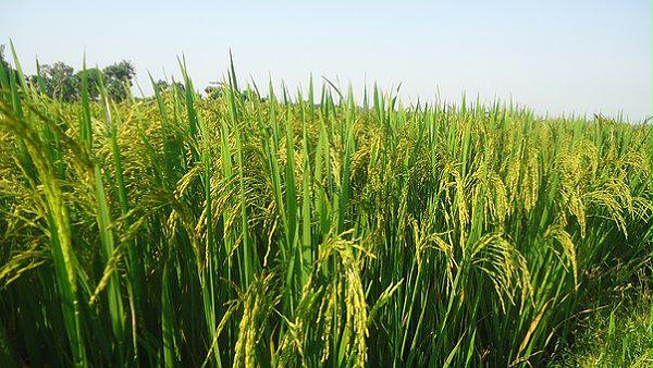 水稻，喜锐施微生物菌剂