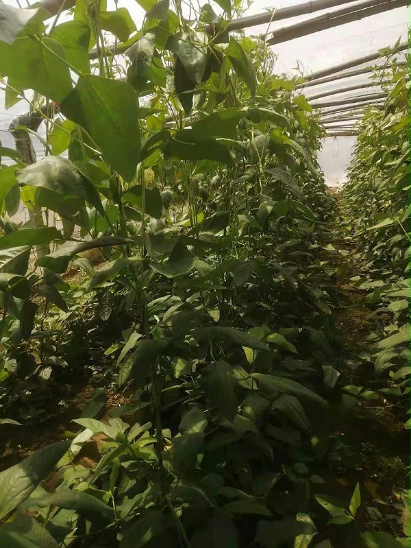 种植豆角使用喜锐施叶面肥长势好