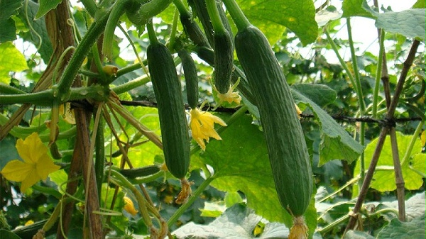 小黄瓜，喜锐施微生物菌剂