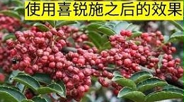 花椒种植怎么管理才能高产？