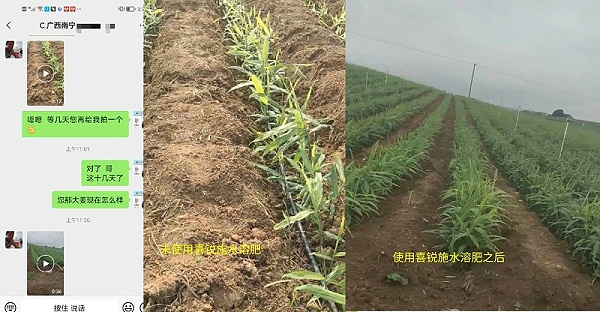 广西大哥种植大姜使用喜锐施水溶肥前后对比