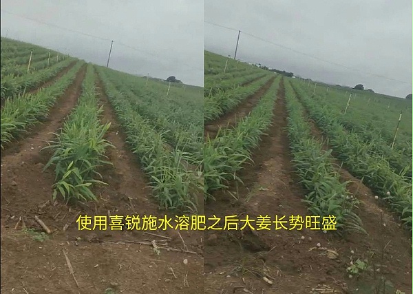 种植大姜使用喜锐施水溶肥的效果好