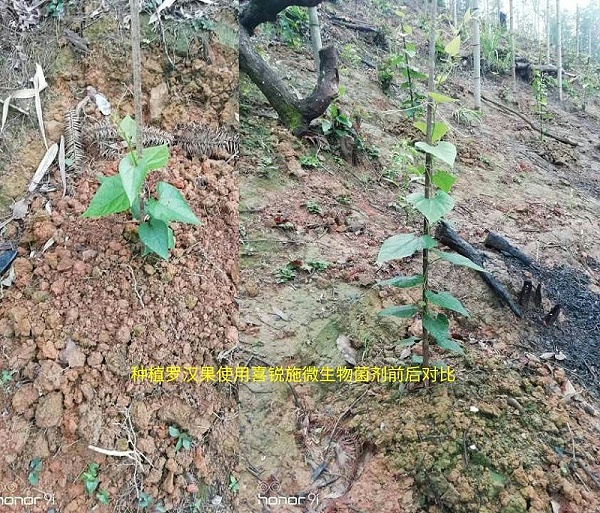 种植罗汉果使用喜锐施微生物菌剂的效果