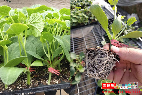 黄瓜生根肥用什么好,喜锐施生根微生物菌剂