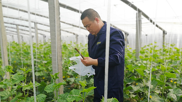 哪些时期需要禁止使用叶面肥？喜锐施告诉您