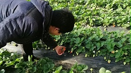 喜锐施告诉您微生物菌剂里包含各种菌群的作用