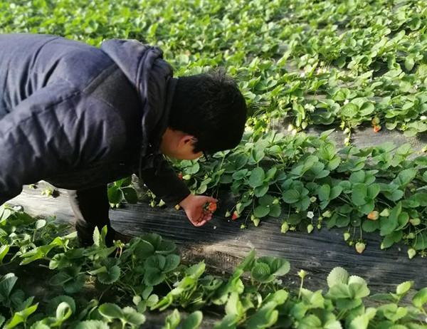 喜锐施告诉您微生物菌剂里包含各种菌群的作用