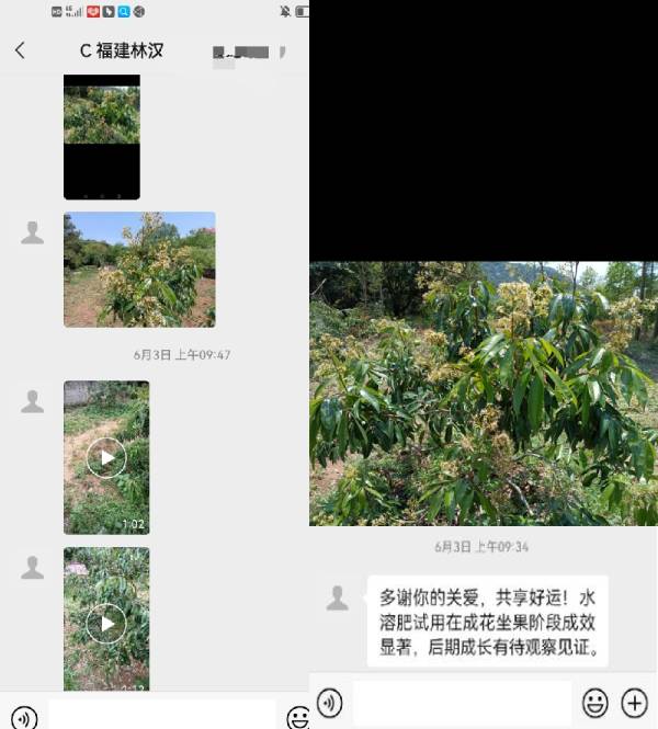 林老板种植荔枝树施用喜锐施水溶肥的效果