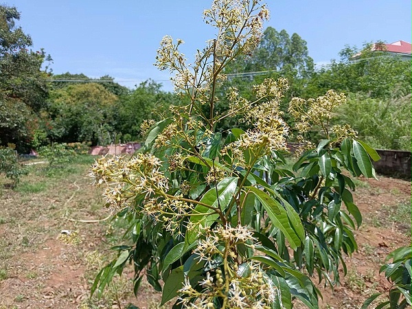 荔枝使用喜锐施水溶肥长势好