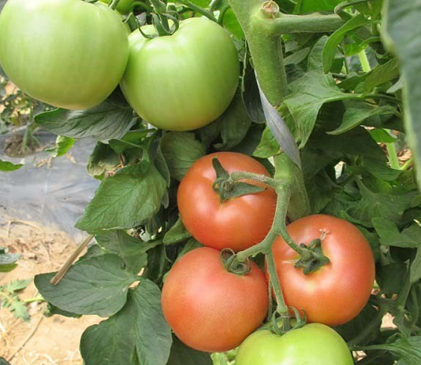 番茄使用喜锐施水溶肥长势好