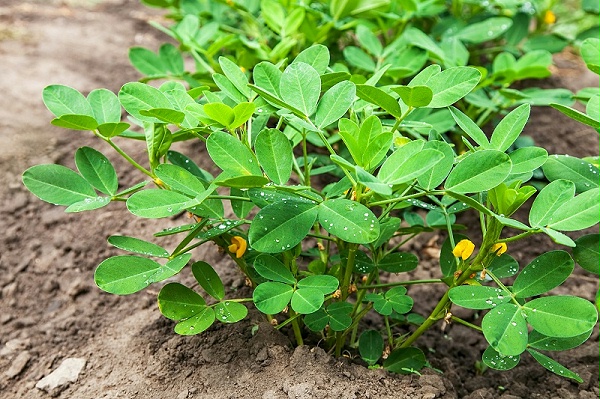 花生使用喜锐施水溶肥长势好